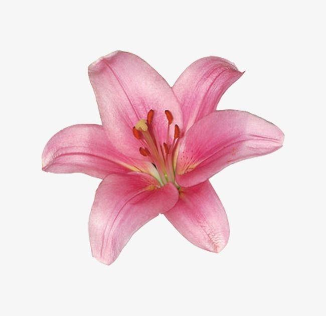 Velvet Embrace Floral Symphony